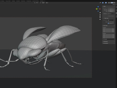 Piocoris varius insect Model 3D