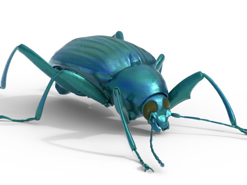 Plesiophthalmus nigrocyaneus 3D Model