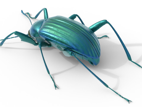 Plesiophthalmus nigrocyaneus 3D Model