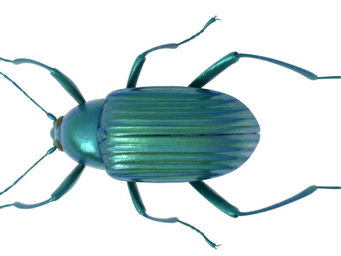 Plesiophthalmus nigrocyaneus 3D Model