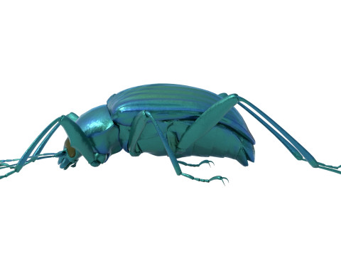 Plesiophthalmus nigrocyaneus 3D Model