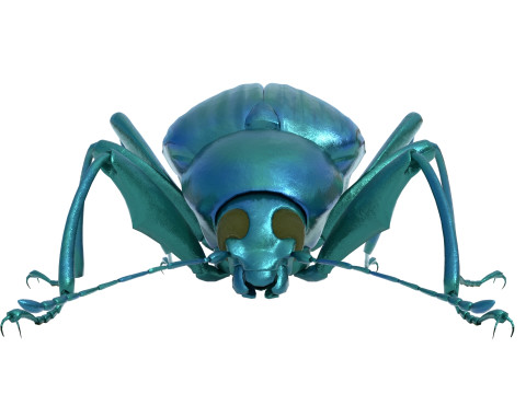 Plesiophthalmus nigrocyaneus 3D Model