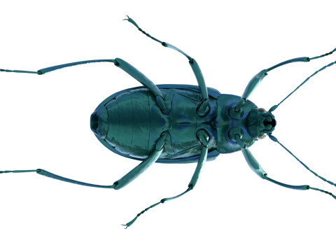 Plesiophthalmus nigrocyaneus 3D Model