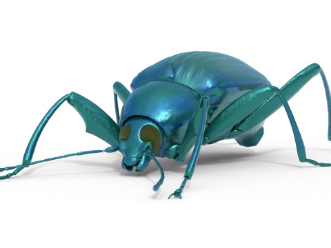 Plesiophthalmus nigrocyaneus 3D Model