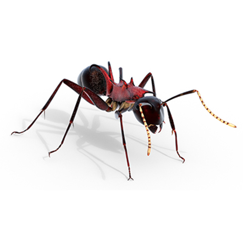 Polyrhachis lamellidens ant 3D 모델 .c4d .max .obj .3ds .fbx .stl .blend 