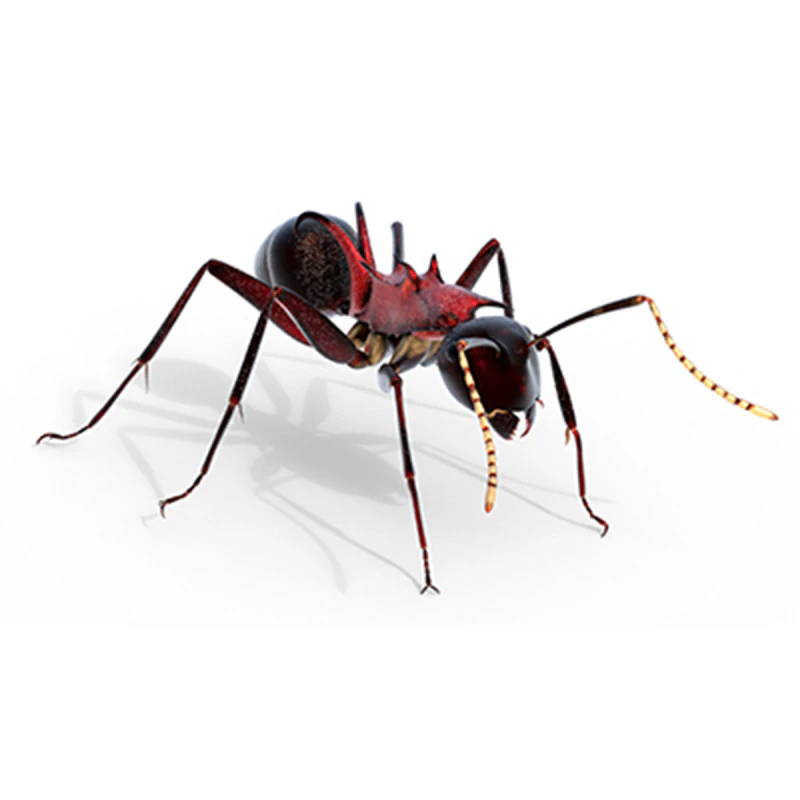 Polyrhachis lamellidens ant 3D Model .c4d .max .obj .3ds .fbx .stl .blend
