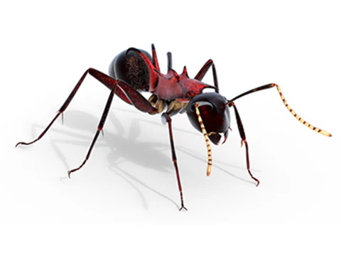 पॉलीराचिस लैमेलिडेंस चींटी 3D मॉडल