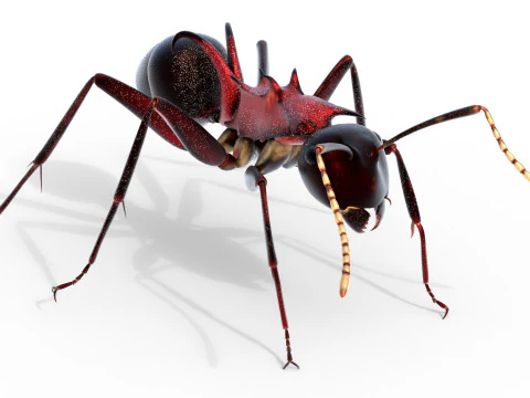 Polyrhachis lamellidens ant 3D Model