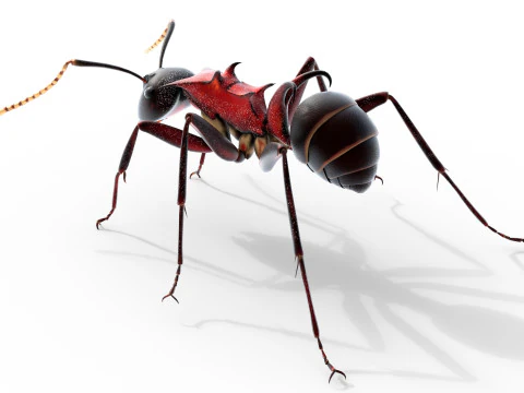 Polyrhachis lamellidens ant 3D Model