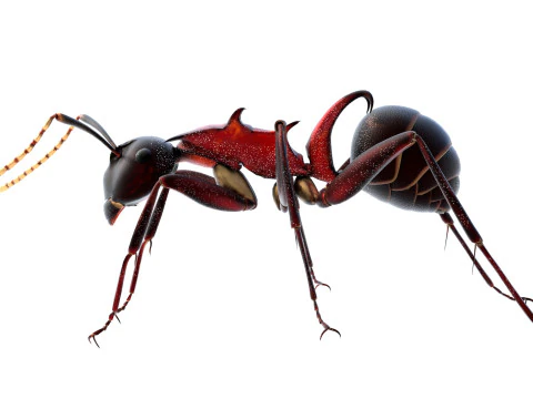 Polyrhachis lamellidens ant 3D Model
