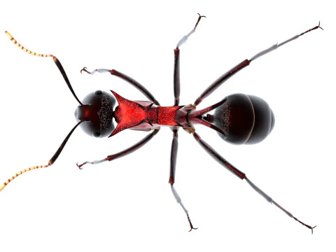 Polyrhachis lamellidens ant 3D Model