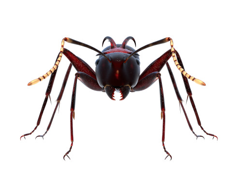 Polyrhachis lamellidens ant 3D 모델