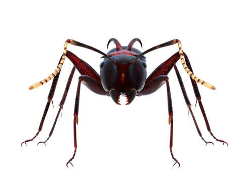 Polyrhachis lamellidens ant 3D Model