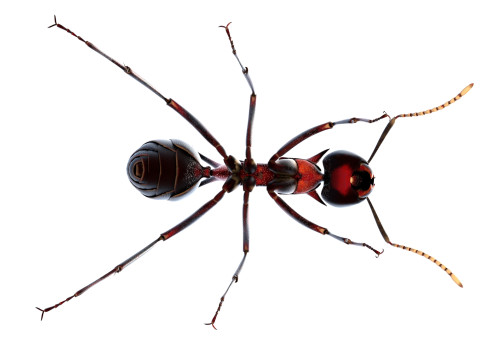 Polyrhachis lamellidens ant 3D 모델