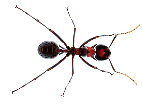 Polyrhachis lamellidens ant 3D Model