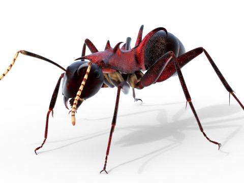 Polyrhachis lamellidens ant 3D 모델
