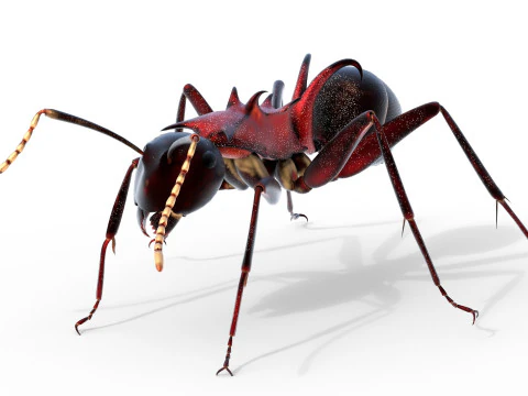 Polyrhachis lamellidens ant 3D Model