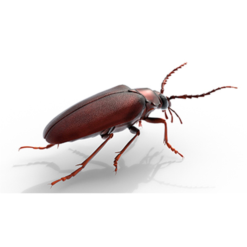Prionus geoffroy beetle 3D Model .c4d .max .obj .3ds .fbx .stl .blend 