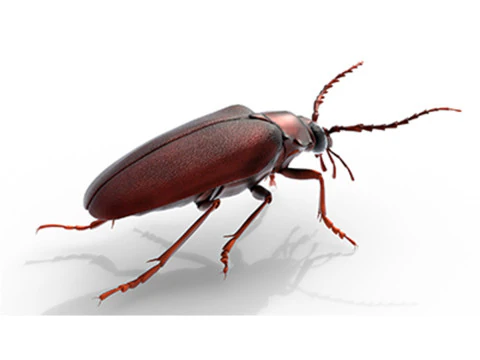 प्रियोनस जियोफ़रॉय बीटल 3D मॉडल