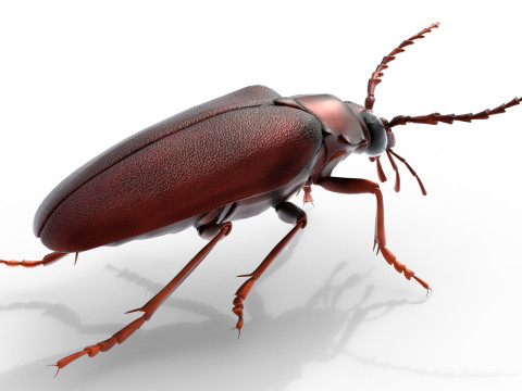 Prionus geoffroy beetle 3D Model