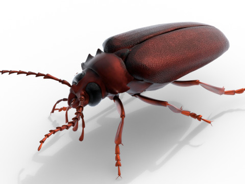 Prionus geoffroy beetle 3D Model