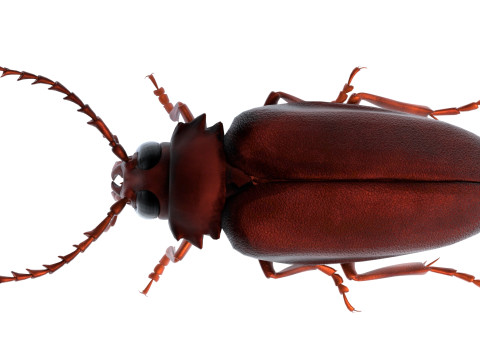 Prionus geoffroy beetle 3D Model