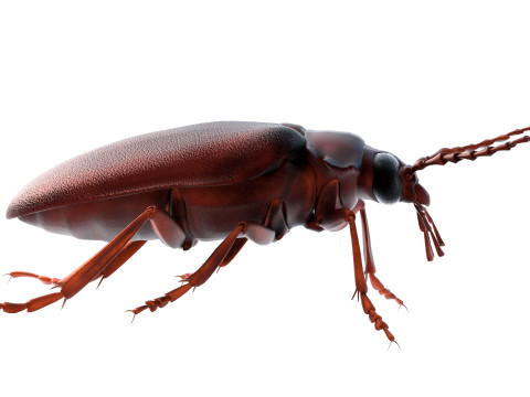 Prionus geoffroy beetle 3D Model