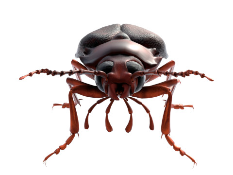 Prionus geoffroy beetle 3D Model