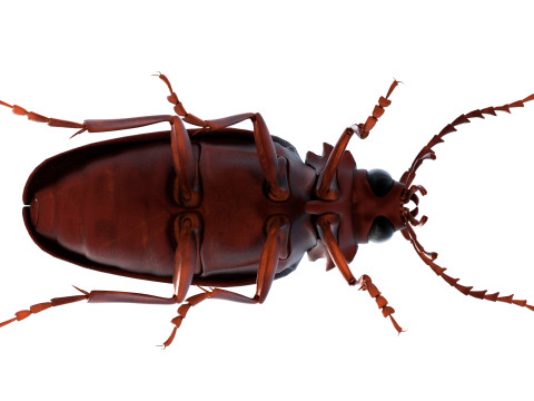 Prionus geoffroy beetle 3D Model