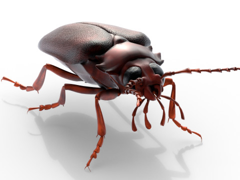 Prionus geoffroy beetle 3D Model
