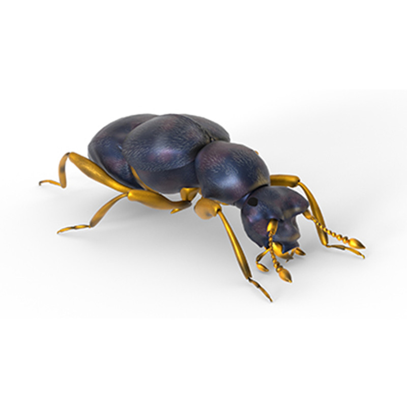 Pselaphid beetle Modelo 3D .c4d .max .obj .3ds .fbx .stl .blend 