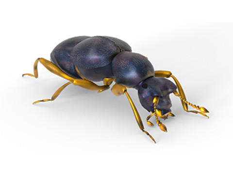Pselaphid beetle Model 3D