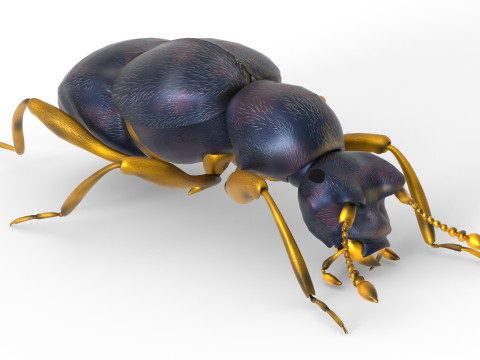 Pselaphid beetle Modelo 3D