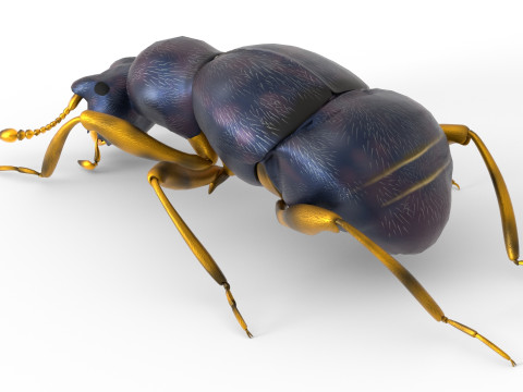 Pselaphid beetle Modelo 3D