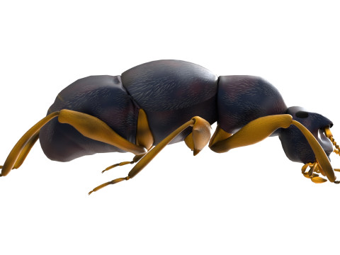 Pselaphid beetle Modelo 3D