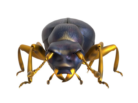 Pselaphid beetle Modelo 3D