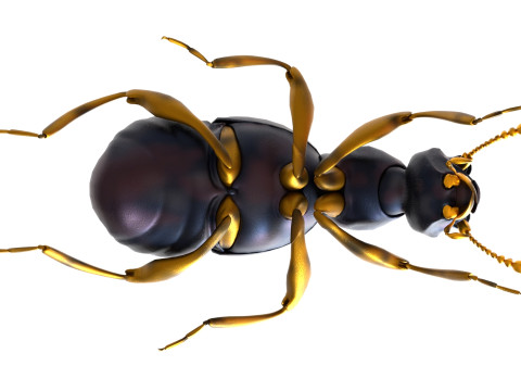 Pselaphid beetle Modelo 3D