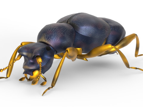 Pselaphid beetle Modelo 3D