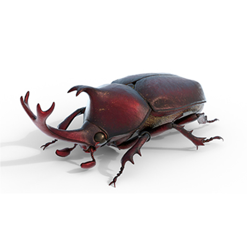 Rhinoceros beetle 3D Model .c4d .max .obj .3ds .fbx .stl .blend