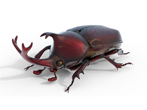 Rhinoceros beetle Model 3D