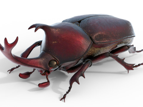Rhinoceros beetle 3D Model