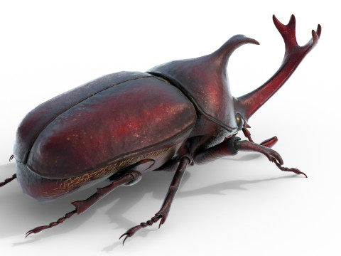 Rhinoceros beetle 3D Model