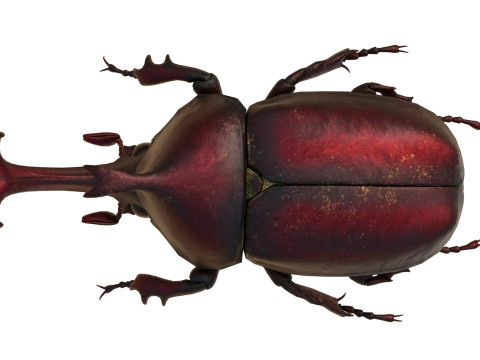 Rhinoceros beetle 3D Model