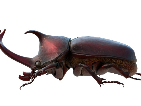 Rhinoceros beetle 3D Model