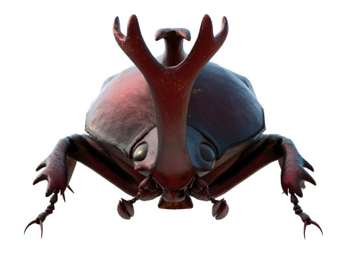 Rhinoceros beetle 3D Model