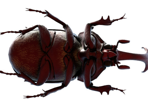 Rhinoceros beetle 3D Model