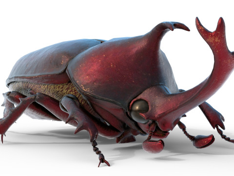 Rhinoceros beetle 3D Model