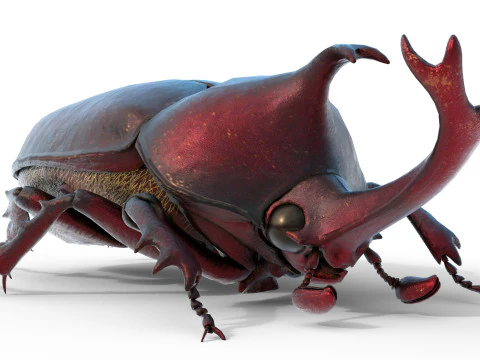 Rhinoceros beetle 3D Model