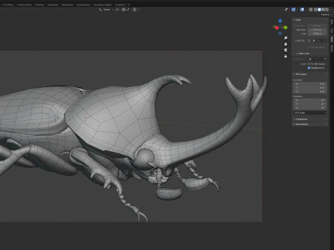 Rhinoceros beetle 3D Model