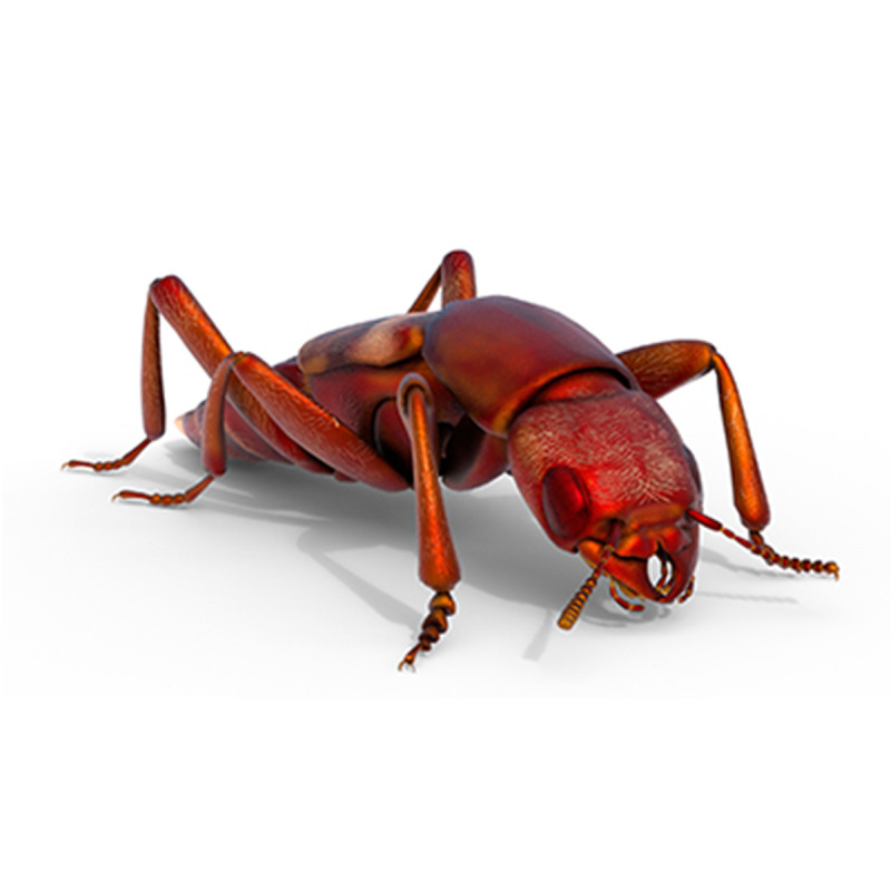 Rove Beetles insect 3D Model .c4d .max .obj .3ds .fbx .stl .blend
